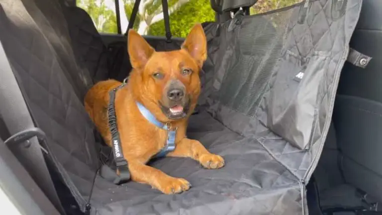 How to Make a Car Seat Cover for Your Pet?