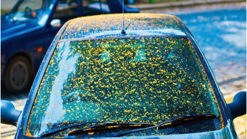 Does Pollen Damage Car Paint