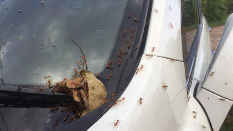 Will ant spray damage car paint